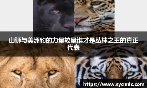 山狮与美洲豹的力量较量谁才是丛林之王的真正代表
